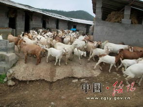 農(nóng)牧局畜牧漁業(yè)飼料銷售 現(xiàn)狀、挑戰(zhàn)與發(fā)展策略